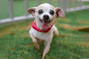 Ideal Pet Fence in Alberta