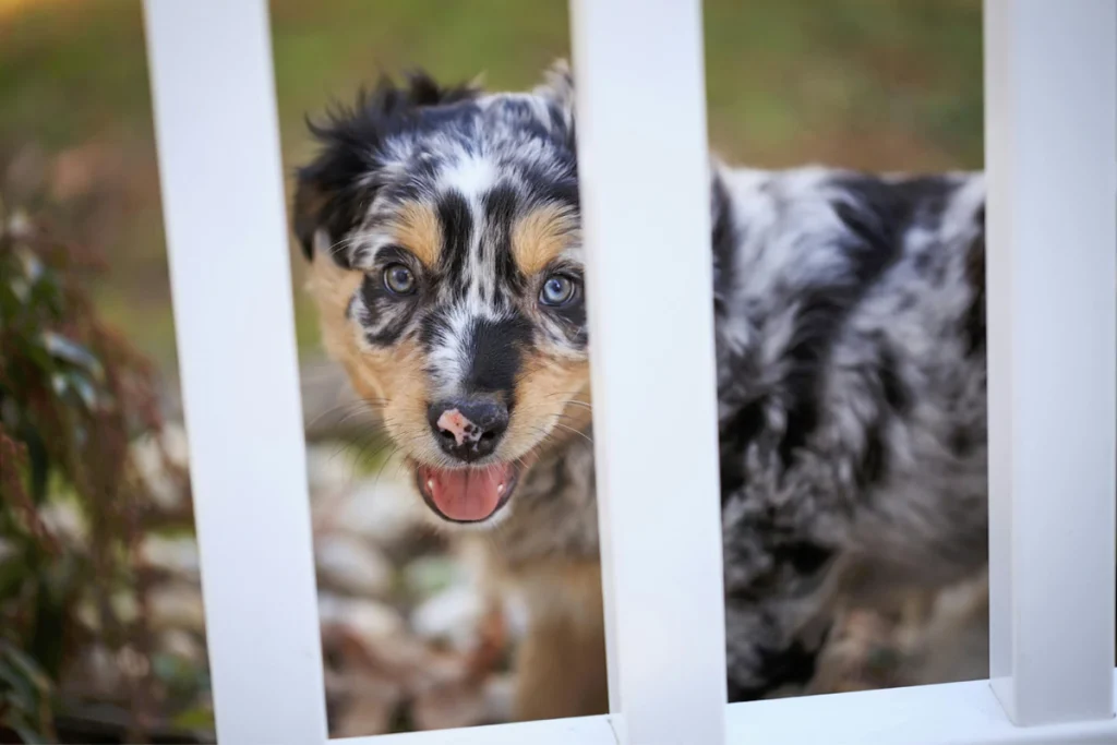 Ideal Pet Fence material in Alberta
